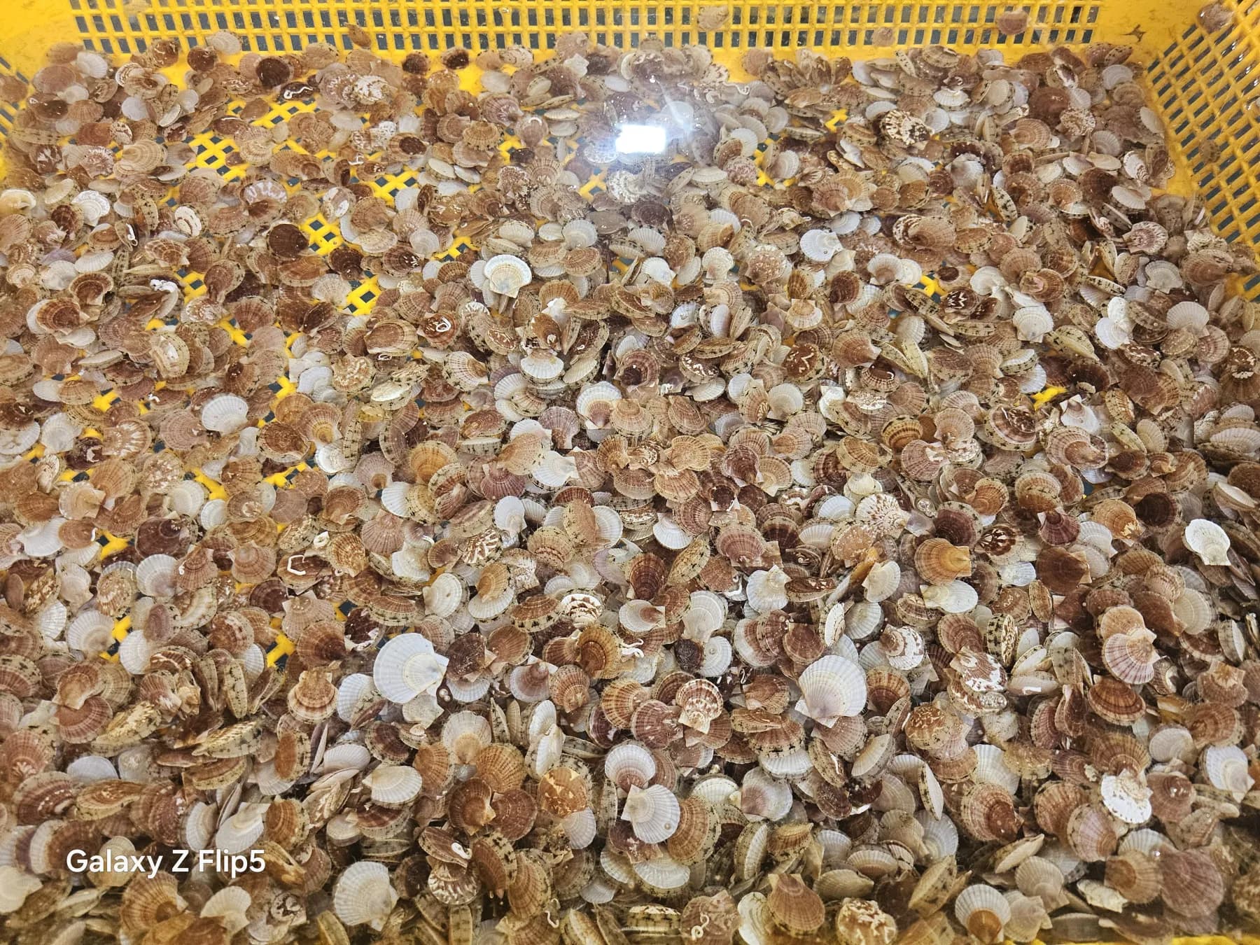 선별 트레이에 담긴 참가리비