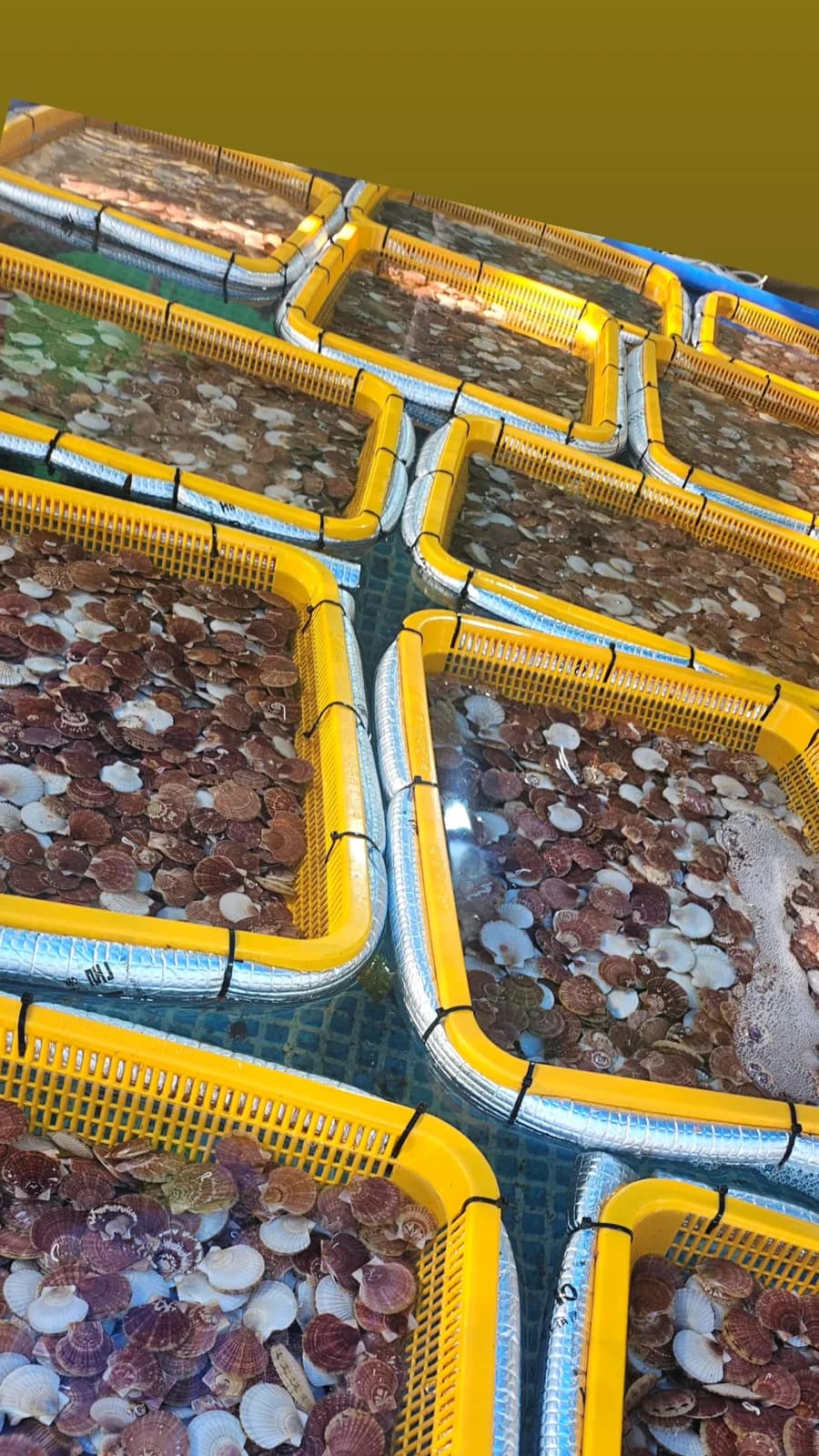 육상 수조에서 참가리비를 관리하며 현장 적용 경험을 쌓고 있습니다.