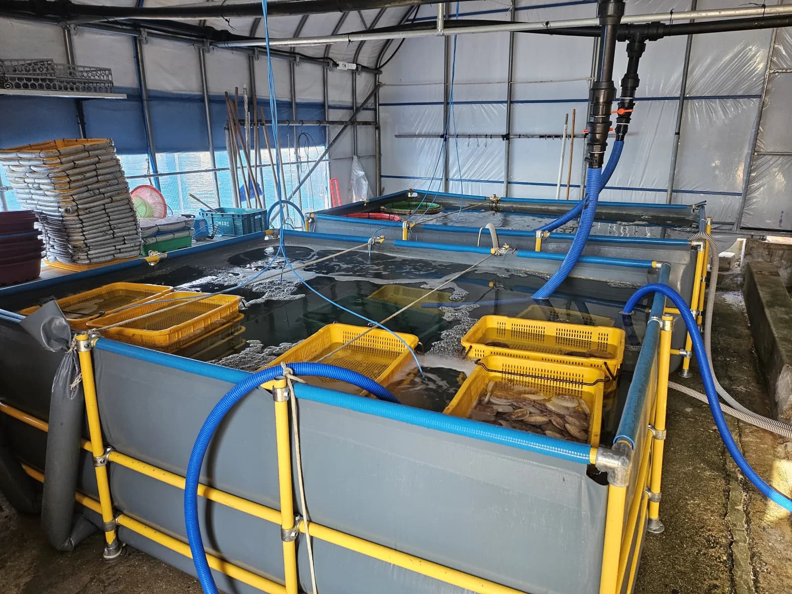 바구니 단위로 참가리비를 관리하며 생육 상태를 기록합니다.